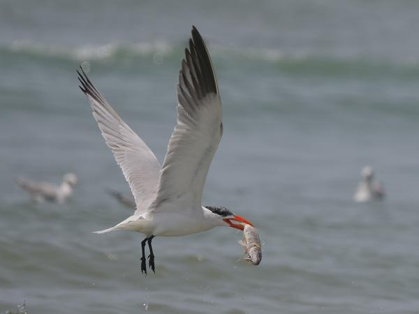 <h3><a href="/trips/gambia/biota/animalia/chordata/aves/024 charadriiformes/017 laridae/hydroprogne caspia/hydroprogne caspia-nl.html">Hydroprogne&nbsp;caspia</a> / Caspian&nbsp;tern / Reuzenstern</h3>OM-1 Mark II met OLYMPUS M.150-400mm F4.5, 1/2500 sec  bij F5.0, ISO 200, afstand 46.0&nbsp;m